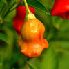 Bishops Crown Pepper Seeds, Snacking Chili Garden Vegetables
