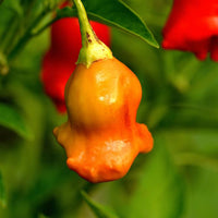 Bishops Crown Pepper Seeds, Snacking Chili Garden Vegetables
