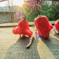 Bishops Crown Pepper Seeds, Snacking Chili Garden Vegetables