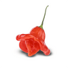Bishops Crown Pepper Seeds, Snacking Chili Garden Vegetables