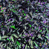 Black Olive Pepper Seeds, Ornamental Compact Spicy Garden Vegetables