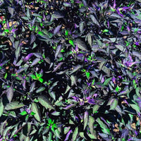 Black Olive Pepper Seeds, Ornamental Compact Spicy Garden Vegetables