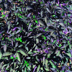 Black Olive Pepper Seeds, Ornamental Compact Spicy Garden Vegetables