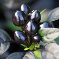 Black Pearl Pepper Seeds, Ornamental Garden Vegetables