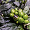 Black Pearl Pepper Seeds, Ornamental Garden Vegetables
