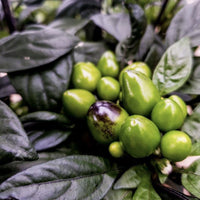 Black Pearl Pepper Seeds, Ornamental Garden Vegetables