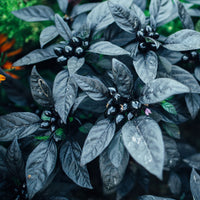 Black Pearl Pepper Seeds, Ornamental Garden Vegetables