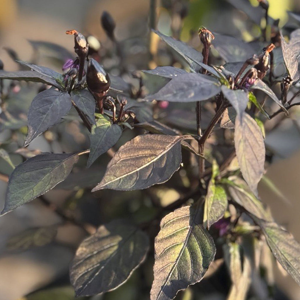 plant with small black seeds Black Prince Pepper Seeds, Garden Vegetables