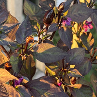 Black Prince Pepper Seeds, Garden Vegetables