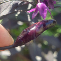 Rare Black Scorpion Tongue Pepper Seeds, Beautiful Chiles Garden Vegetables
