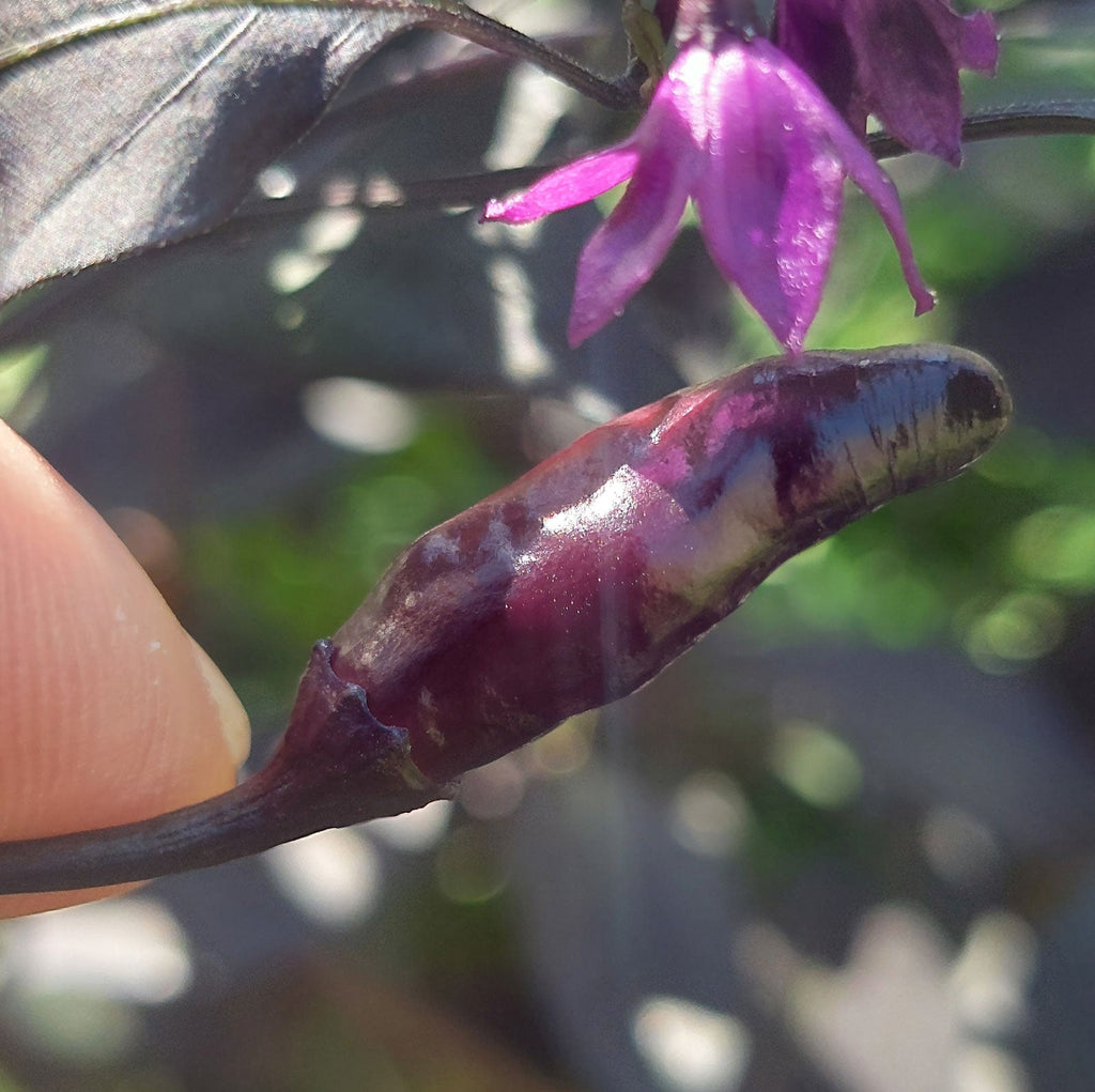 Rare Black Scorpion Tongue Pepper Seeds, Beautiful Chiles Garden Vegetables