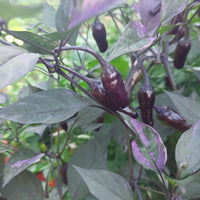 Rare Black Scorpion Tongue Pepper Seeds, Beautiful Chiles Garden Vegetables