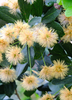 Pithecellobium keyense, Black Bead Shrub /Tree - Live Plant