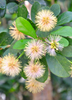 Pithecellobium keyense, Black Bead Shrub /Tree - Live Plant