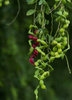 Pithecellobium keyense, Black Bead Shrub /Tree - Live Plant