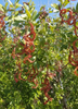 Pithecellobium keyense, Black Bead Shrub /Tree - Live Plant