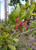 Pithecellobium keyense, Black Bead Shrub /Tree - Live Plant