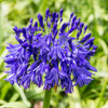 Agapanthus - Black Buddhist - 1 Bareroot