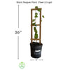 Black Pepper Premium Live Plant