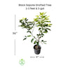 Diospyros nigra, Black Sapote Bernicker Tree, Chocolate Pudding Fruit Live Grafted Plant