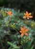 Iris domestica, Ornamental Blackberry Lily Live Plant