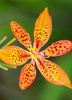 Iris domestica, Ornamental Blackberry Lily Live Plant