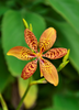 Iris domestica, Ornamental Blackberry Lily Live Plant