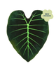 Regal Shield, Giant Elephant Ear Alocasia Plant Leaf Blanket