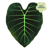 Regal Shield, Giant Elephant Ear Alocasia Plant Leaf Blanket