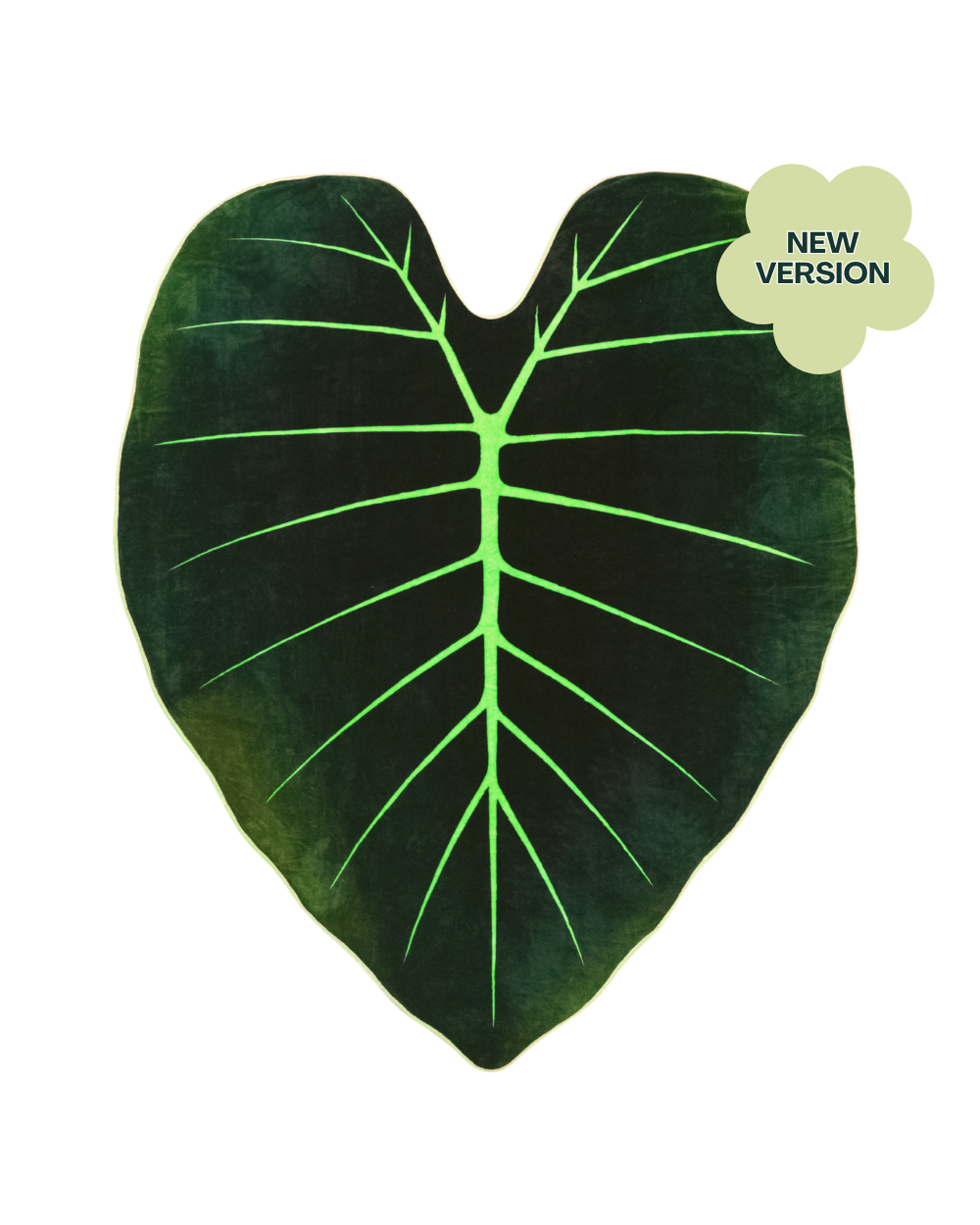 Regal Shield, Giant Elephant Ear Alocasia Plant Leaf Blanket