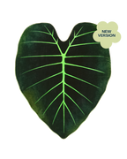Regal Shield, Giant Elephant Ear Alocasia Plant Leaf Blanket