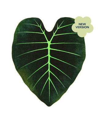 Regal Shield, Giant Elephant Ear Alocasia Plant Leaf Blanket