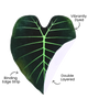 Regal Shield, Giant Elephant Ear Alocasia Plant Leaf Blanket