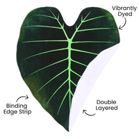 Regal Shield, Giant Elephant Ear Alocasia Plant Leaf Blanket