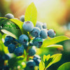 Vaccinium 'Sharpe Blue' Blueberry Fruit Shrub - Live Plant