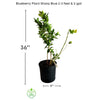 Vaccinium 'Sharpe Blue' Blueberry Fruit Shrub - Live Plant