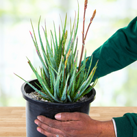 Aloe "Blue Elf" Dwarf Succulent Plant