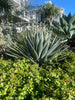 Agave 'Blue Glow' Landscaping Plant