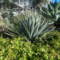 Agave 'Blue Glow' Landscaping Plant