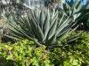 Agave 'Blue Glow' Landscaping Plant