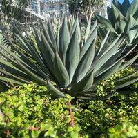 Agave 'Blue Glow' Landscaping Plant