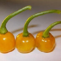Bode Amarela Pepper Seeds, Brazilian Yellow Goat Garden Vegetables