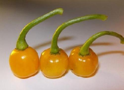 Bode Amarela Pepper Seeds, Brazilian Yellow Goat Garden Vegetables