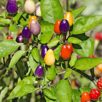 Bolivian Rainbow Pepper Seeds, Classic Ornamental Garden Vegetables