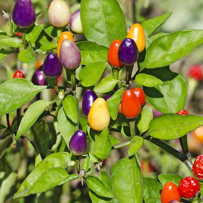 Bolivian Rainbow Pepper Seeds, Classic Ornamental Garden Vegetables