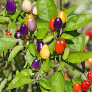 Bolivian Rainbow Pepper Seeds, Classic Ornamental Garden Vegetables