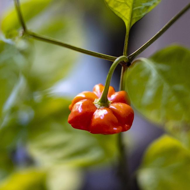 Brazilian Starfish Pepper Seeds, Garden Vegetables