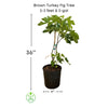 Brown Turkey Fig Tree, Dwarf live Plant
