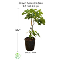 Brown Turkey Fig Tree, Dwarf live Plant