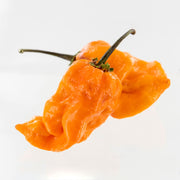 Bubblegum 7 Pot x SRTSL Orange Pepper Seeds, Super HOT Rare Hybrid Garden Vegetables